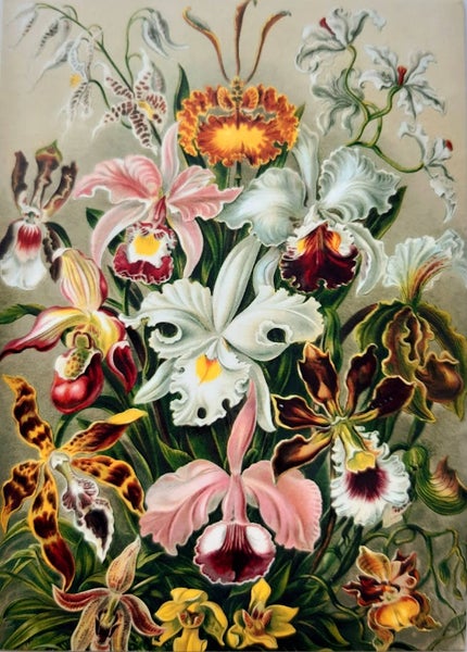 Postikortti Orkideat